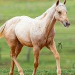 LOTE 006 - SHINE TO GUN WSR