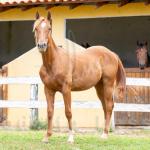 LOTE 010 - METALLIC BLUE JEANS