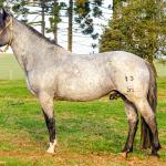 LOTE -200 - ESTUPENDO DA ARKAFLA (Venda de Coberturas)