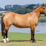 LOTE 005 - SAFIRA DA RIO BONITO
