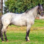 LOTE -200 - ESTUPENDO DA ARKAFLA (Venda de Coberturas)