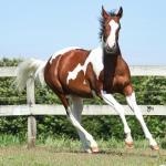 LOTE 001 - POWER DRY DELTA CODY YBJ