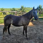 LOTE 012 - METALLICA PEPTO NC