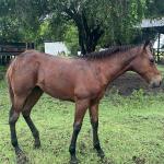 LOTE 019 - NOME A ESCOLHER (POCO MELODYS MG2)