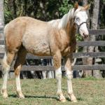 LOTE 014 - BLUE EYES FACE GUN