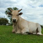 LOTE 010 - TOURO BAD BOY