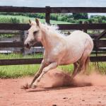 LOTE 016 - LAST BET VRA