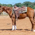 LOTE 018 - CD COBALT WHIZ
