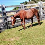 LOTE 011 - REYCIS CHOICE