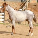 LOTE 017 - TIME WHIZ HOLLY CAT