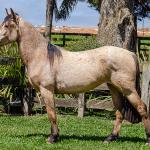 LOTE 008 - BARRO PRETO CALIFÓRNIA