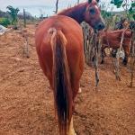 LOTE 019 - SILVER PEPPY DOC