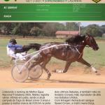 LOTE 004 - A.A SERPENT MALIBU (Ventre com Cobertura Exclusiva)