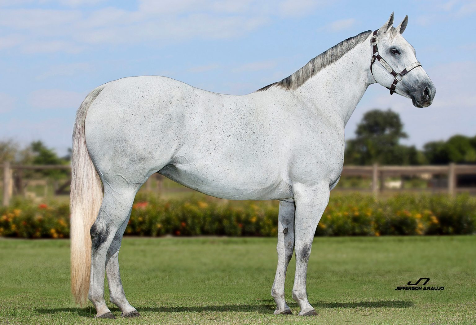 【CSR】 Red Hare, Unrivaled Stallion - EVP CSR】 Red Hare, Unrivaled Stallion - EVP Red Hare, Unrivaled